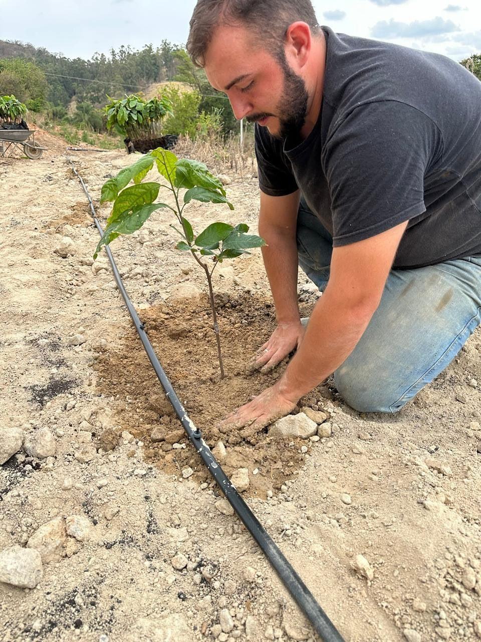 Plantio de uma muda de cacau no sítio