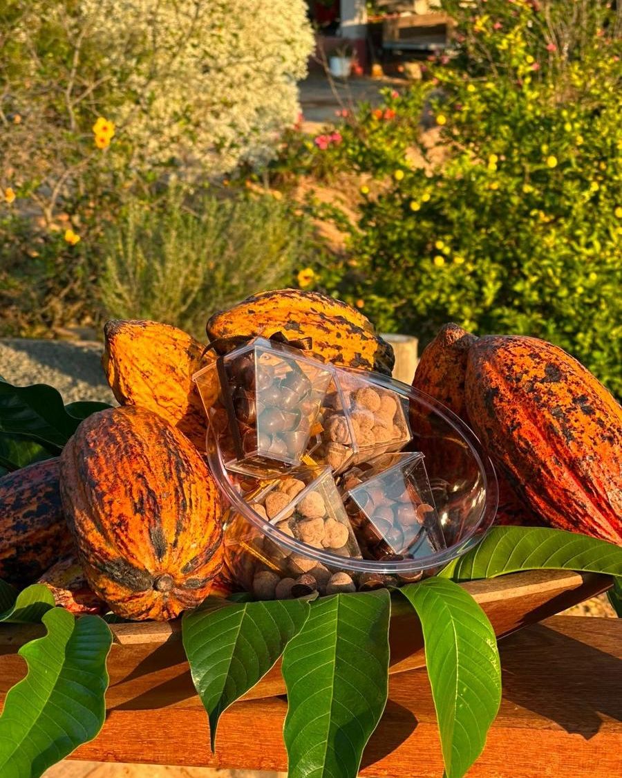 Drágeas de café com chocolate entre frutos de cacau abertos