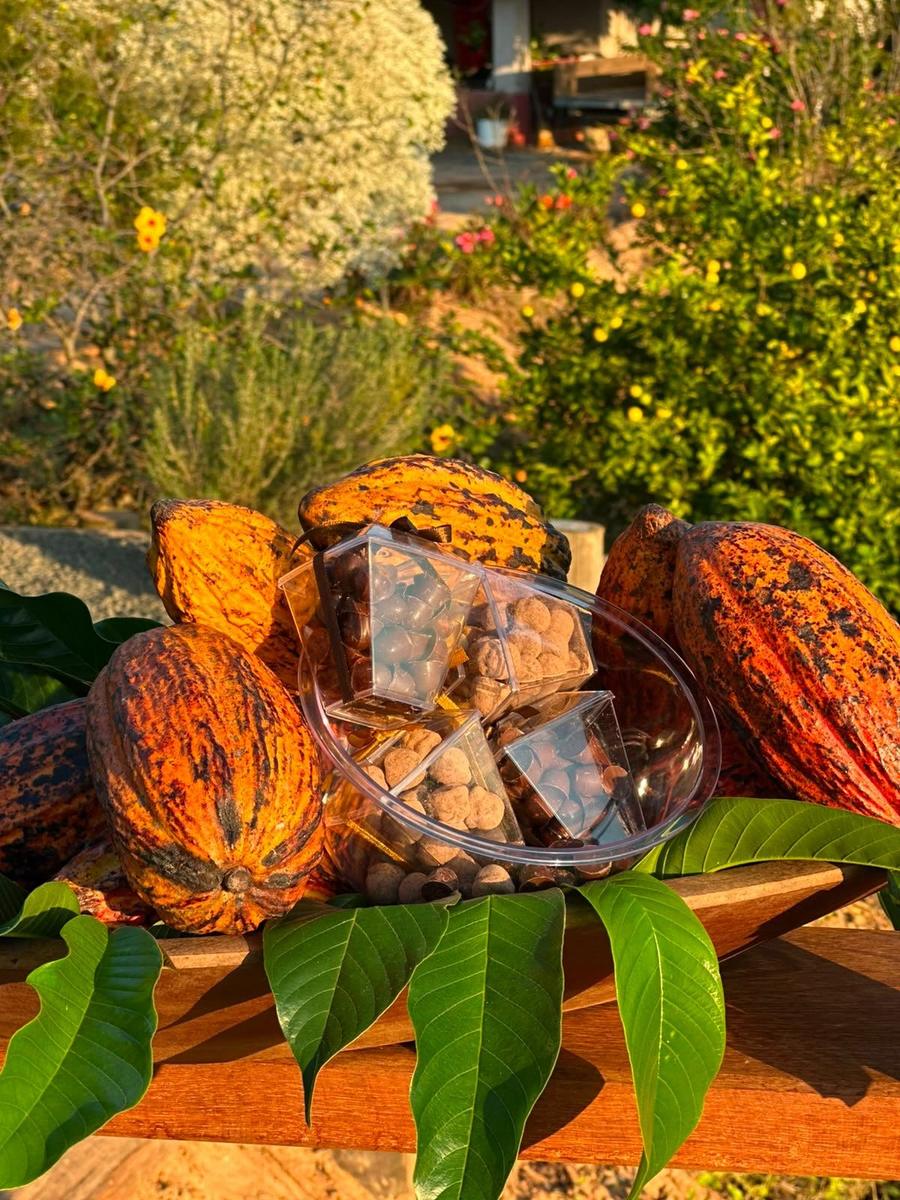 Drágeas de café com chocolate entre frutos de cacau abertos